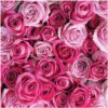 st lves refreshing body wash rose water aloe vera 07 st lves refreshing body wash rose water aloe vera 07